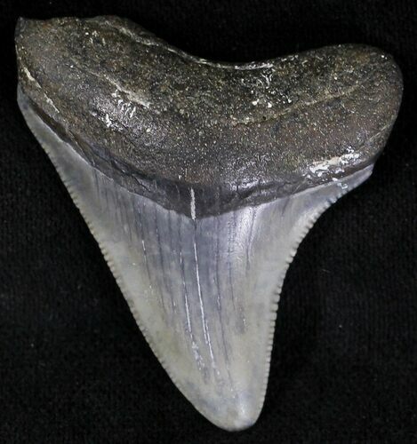 Bargain Juvenile Megalodon Tooth - Florida #21179